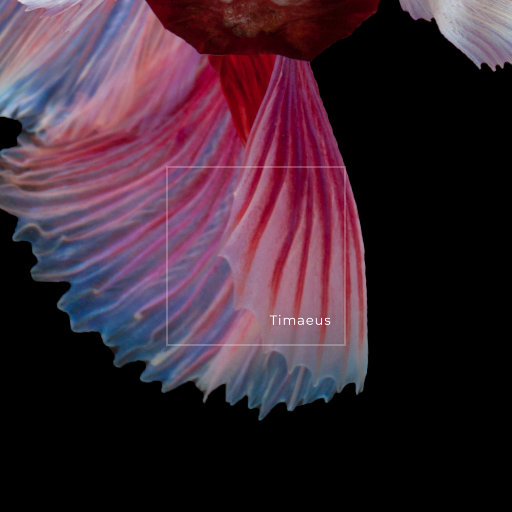 久视频在线观看
